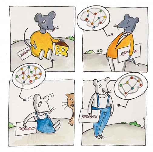 Cortical_development